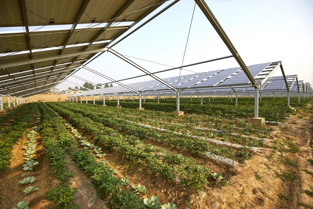מערכת אגרו וולטאית בחלקה א', פאנלים סולאריים מותקנים מעל שורות גידולים חקלאיים