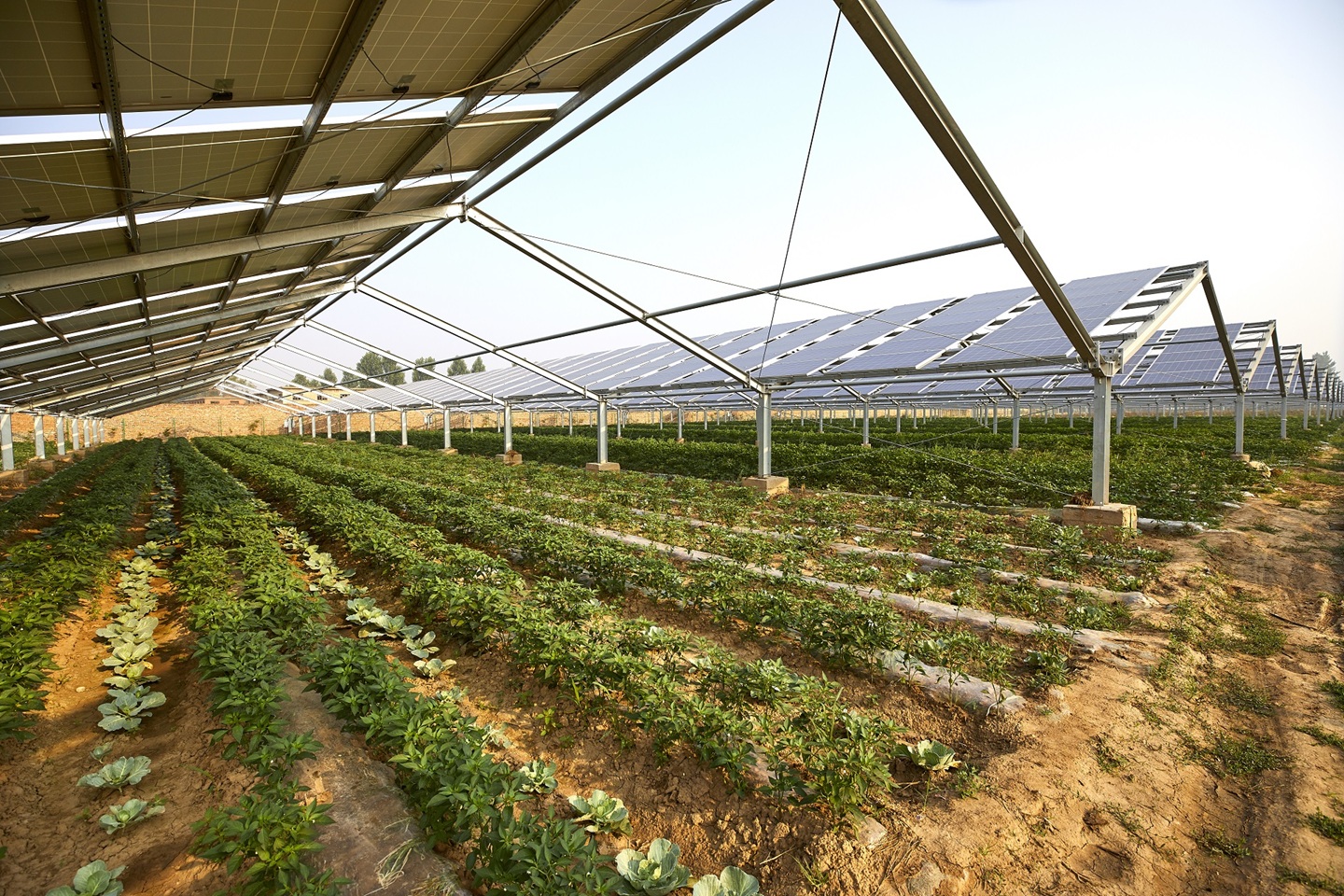 Agrivoltaic system on a moshav, solar panels above an agricultural growing area
