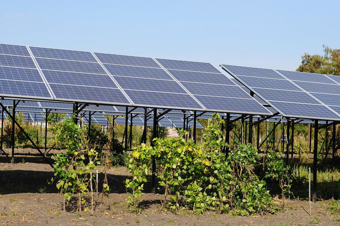 Elevated solar panels above cultivated farmland in an agrivoltaic system